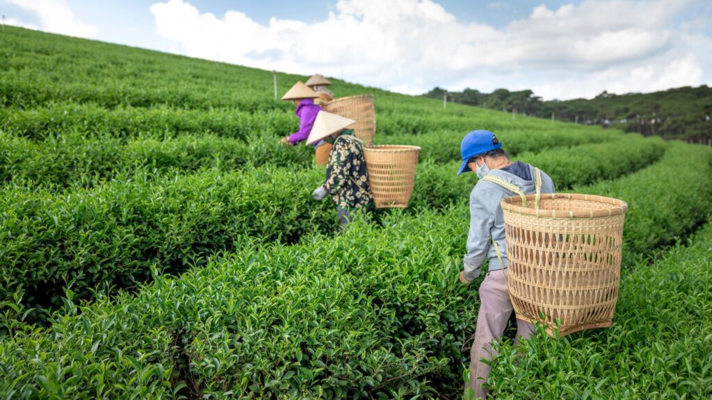 Immersion au cœur des traditions du Nord Vietnam 11 jours